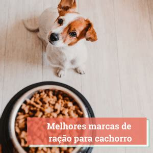 cachorrobet.com